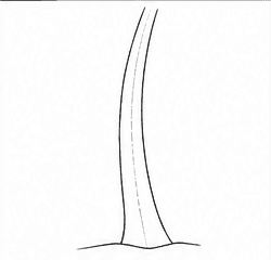 Step 2: shape the coconut tree trunk when drawing a coconut tree