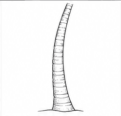 Step 3: add rings and bark texture when drawing a coconut tree