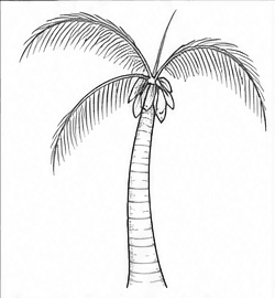Step 5: draw the first detailed fronds when drawing a coconut tree