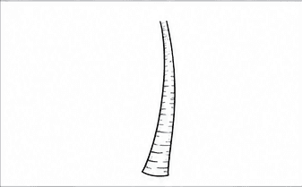 Step 1: shape the tapered coconut tree trunk when drawing a coconut tree