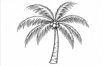 Step 4: complete the overlapping crown when drawing a coconut tree