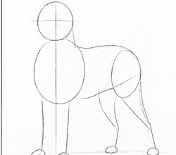Step 1: draw the border collie guide lines when drawing a border collie