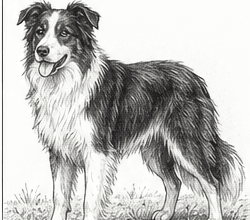 Step 11: draw the ground and cast shadow when drawing a border collie