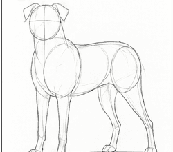Step 2: refine the border collie's proportions when drawing a border collie