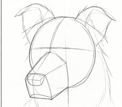 Step 3: construct the head and muzzle when drawing a border collie