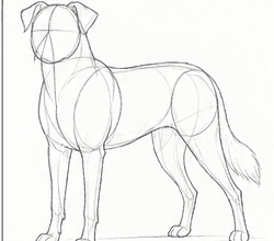 Step 5: develop the body structure when drawing a border collie