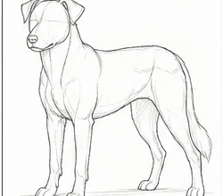 Step 6: refine the anatomy and silhouette when drawing a border collie