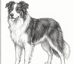 Step 9: build the coat texture when drawing a border collie