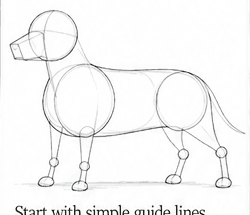 Step 1: draw the dachshund guide lines when drawing a dachshund