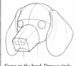 Step 3: construct the head and muzzle when drawing a dachshund