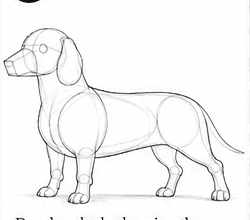 Step 5: develop the body structure when drawing a dachshund