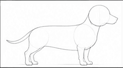 Step 1: set the dachshund's pose when drawing a dachshund