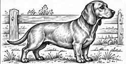 Step 10: finish the dachshund drawing when drawing a dachshund