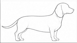 Step 2: refine the body contours when drawing a dachshund