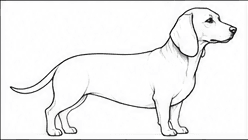 Step 3: construct the head and ears when drawing a dachshund
