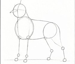 Step 1: draw the german shepherd guide lines when drawing a german shepherd