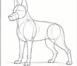 Step 2: refine the german shepherd's proportions when drawing a german shepherd