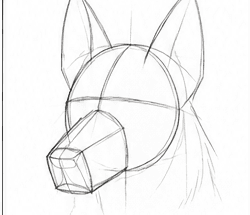 Step 3: construct the head and muzzle when drawing a german shepherd