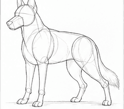 Step 5: develop the body structure when drawing a german shepherd