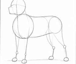 Step 1: draw the golden retriever guide lines when drawing a golden retriever