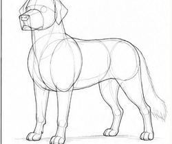 Step 2: refine the golden retriever's proportions when drawing a golden retriever