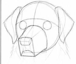Step 3: construct the head and muzzle when drawing a golden retriever