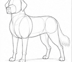 Step 5: develop the body structure when drawing a golden retriever