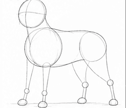 Step 1: draw the labrador retriever guide lines when drawing a labrador retriever