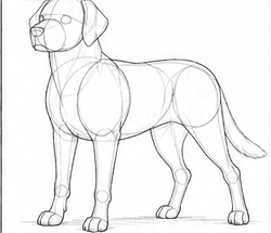 Step 2: refine the labrador retriever's proportions when drawing a labrador retriever