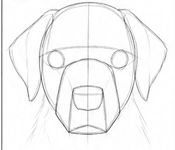 Step 3: construct the head and muzzle when drawing a labrador retriever