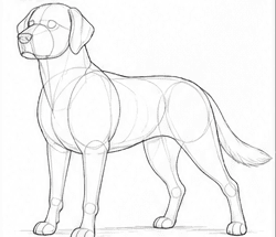 Step 5: develop the body structure when drawing a labrador retriever