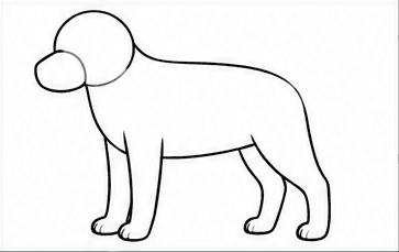 Step 3: draw four sturdy legs when drawing a labrador retriever