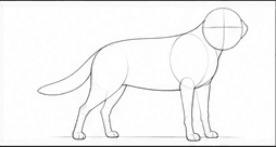 Step 1: set the labrador's standing pose when drawing a labrador retriever