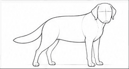 Step 2: refine the labrador's body shape when drawing a labrador retriever