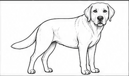 Step 4: draw the eyes, nose and mouth when drawing a labrador retriever