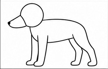 Step 3: draw four athletic legs when drawing a malinois
