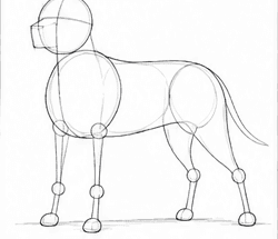 Step 1: draw the pitbull guide lines when drawing a pitbull
