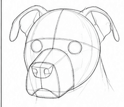 Step 3: construct the head and muzzle when drawing a pitbull