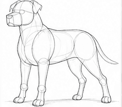 Step 5: develop the body structure when drawing a pitbull