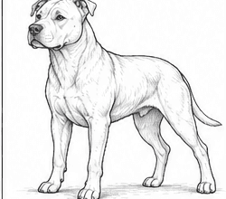 Step 7: add the main fur outlines when drawing a pitbull