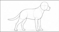 Step 1: set the pitbull's pose when drawing a pitbull