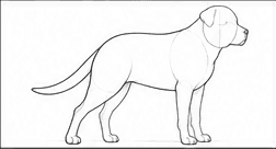 Step 2: refine the body contours when drawing a pitbull