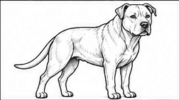 Step 6: add body and coat structure when drawing a pitbull
