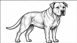 Step 7: layer more fur detail when drawing a pitbull