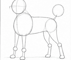Step 1: draw the poodle guide lines when drawing a poodle