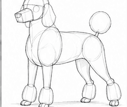 Step 2: refine the poodle's proportions when drawing a poodle