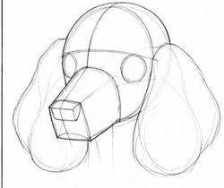Step 3: construct the head and muzzle when drawing a poodle