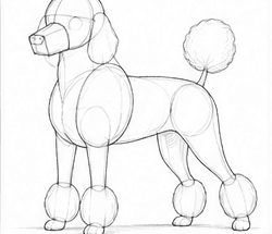 Step 5: develop the body structure when drawing a poodle