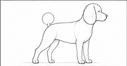 Step 2: refine the body contours when drawing a poodle