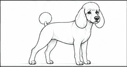 Step 3: construct the head and ears when drawing a poodle